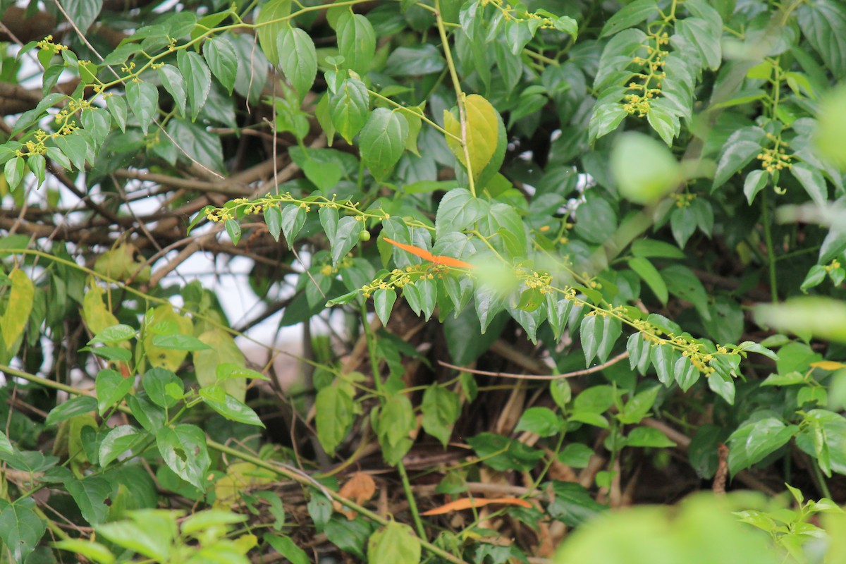 Julia Heliconian - ML646747685