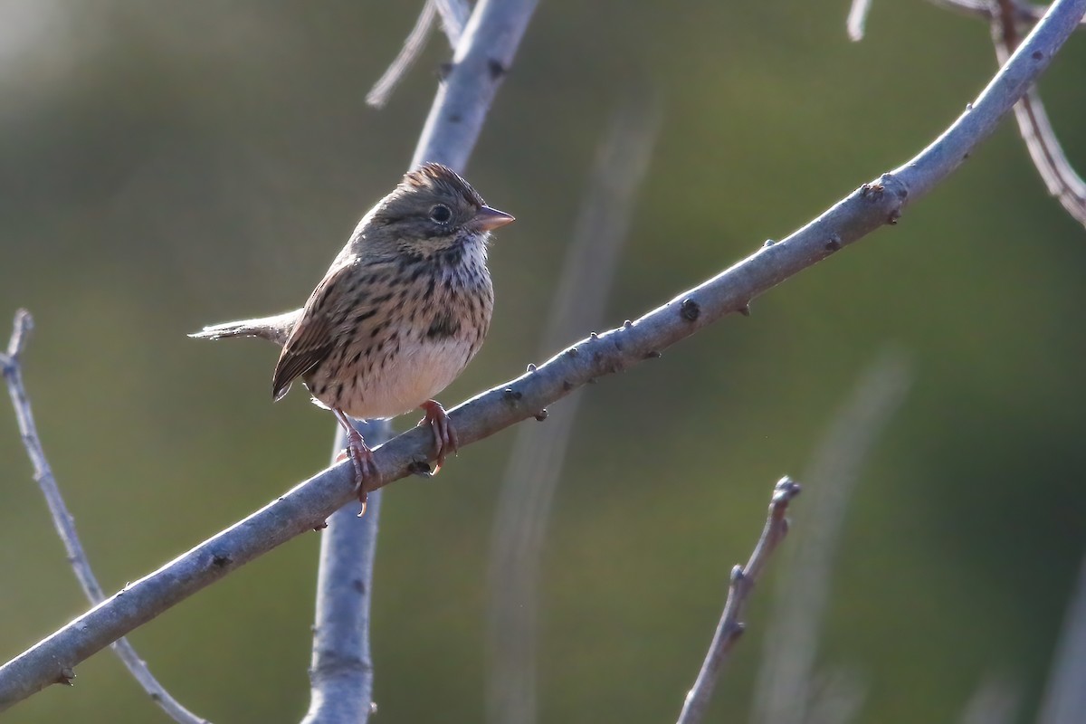 strnadec pruhohlavý - ML646747686