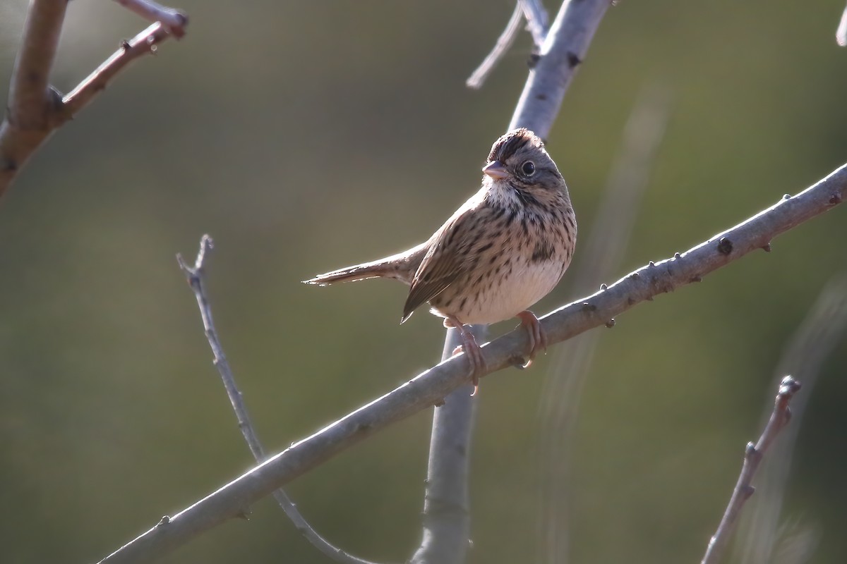 strnadec pruhohlavý - ML646747687