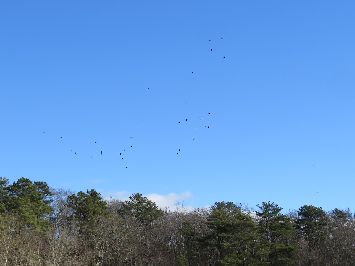 アメリカガラス - ML646747688