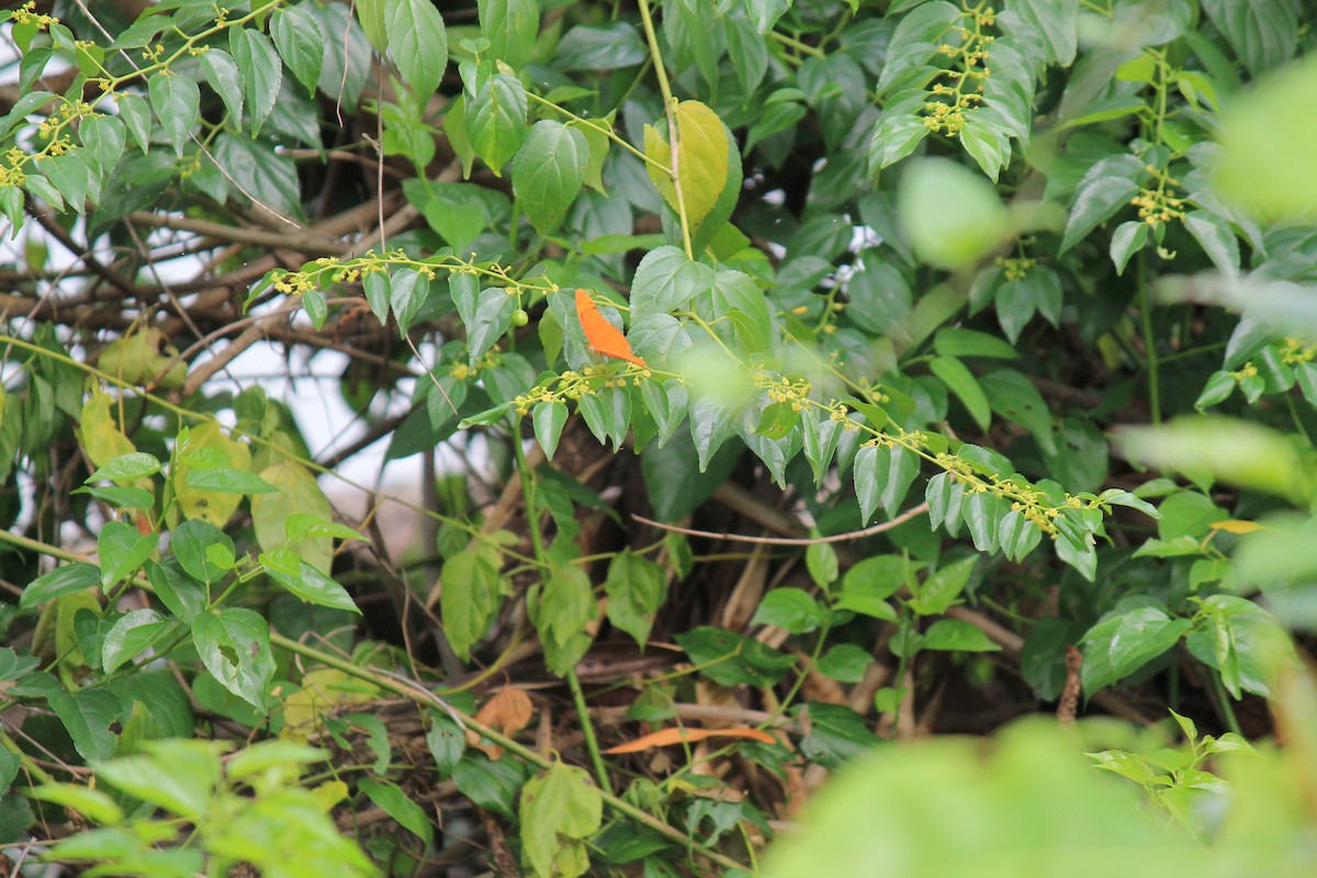 Julia Heliconian - ML646747689