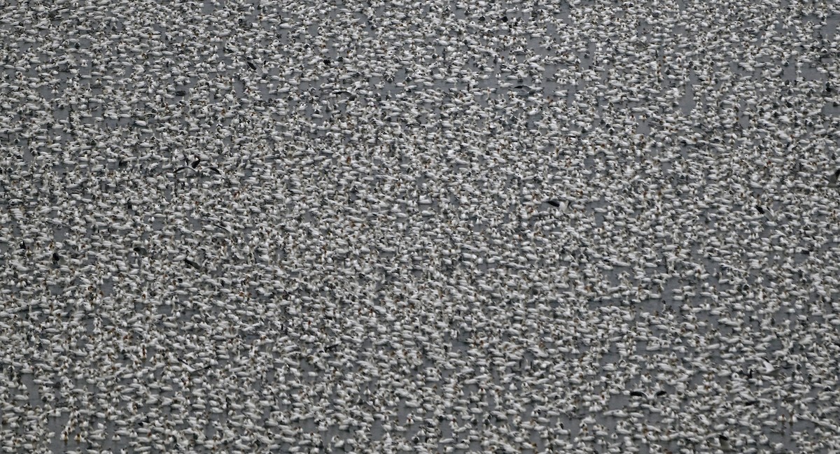 Schneegans - ML646747690