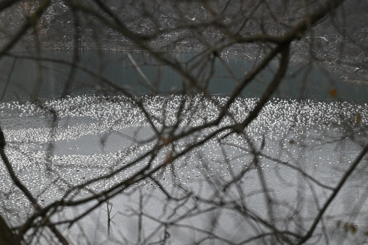 Schneegans - ML646747691