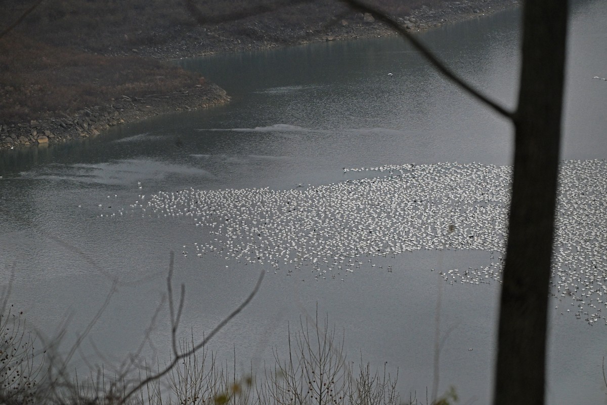 Schneegans - ML646747692