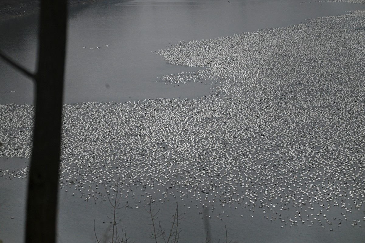 Schneegans - ML646747693