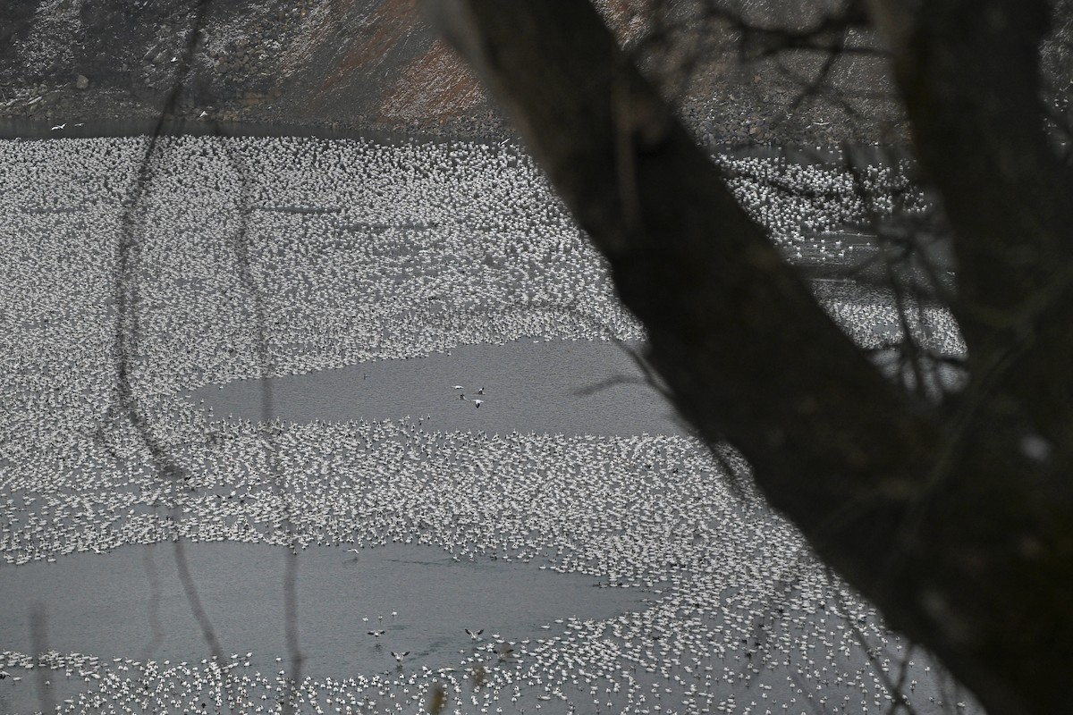 Schneegans - ML646747694