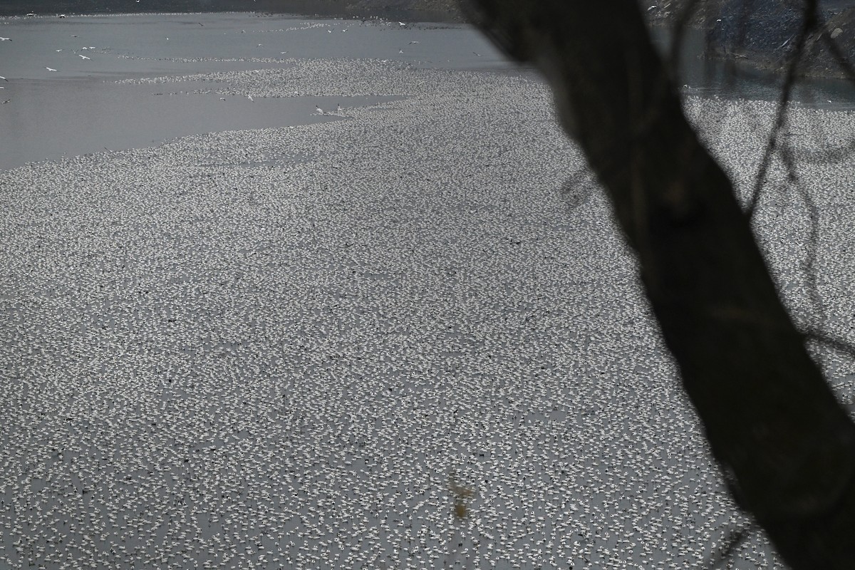 Schneegans - ML646747695