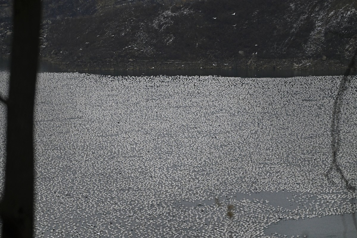 Schneegans - ML646747696