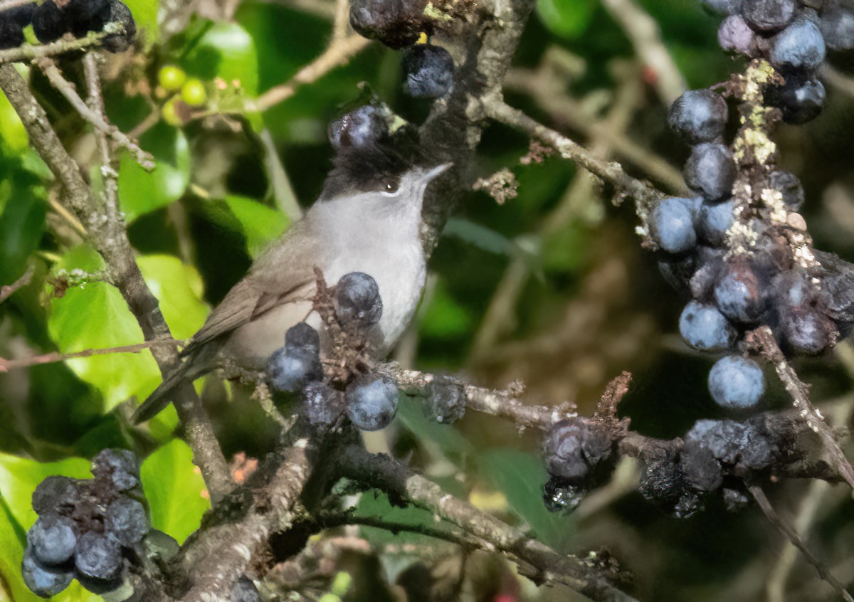 Eurasian Blackcap - ML646747702