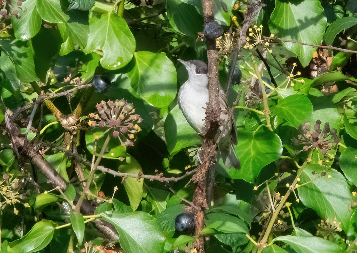 Eurasian Blackcap - ML646747703