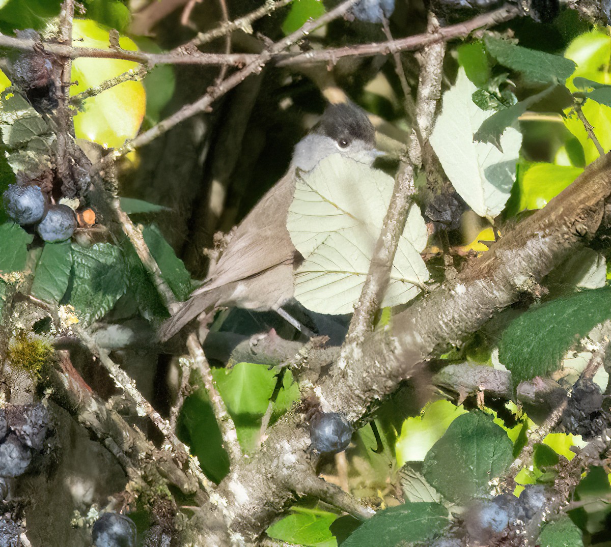 Eurasian Blackcap - ML646747704