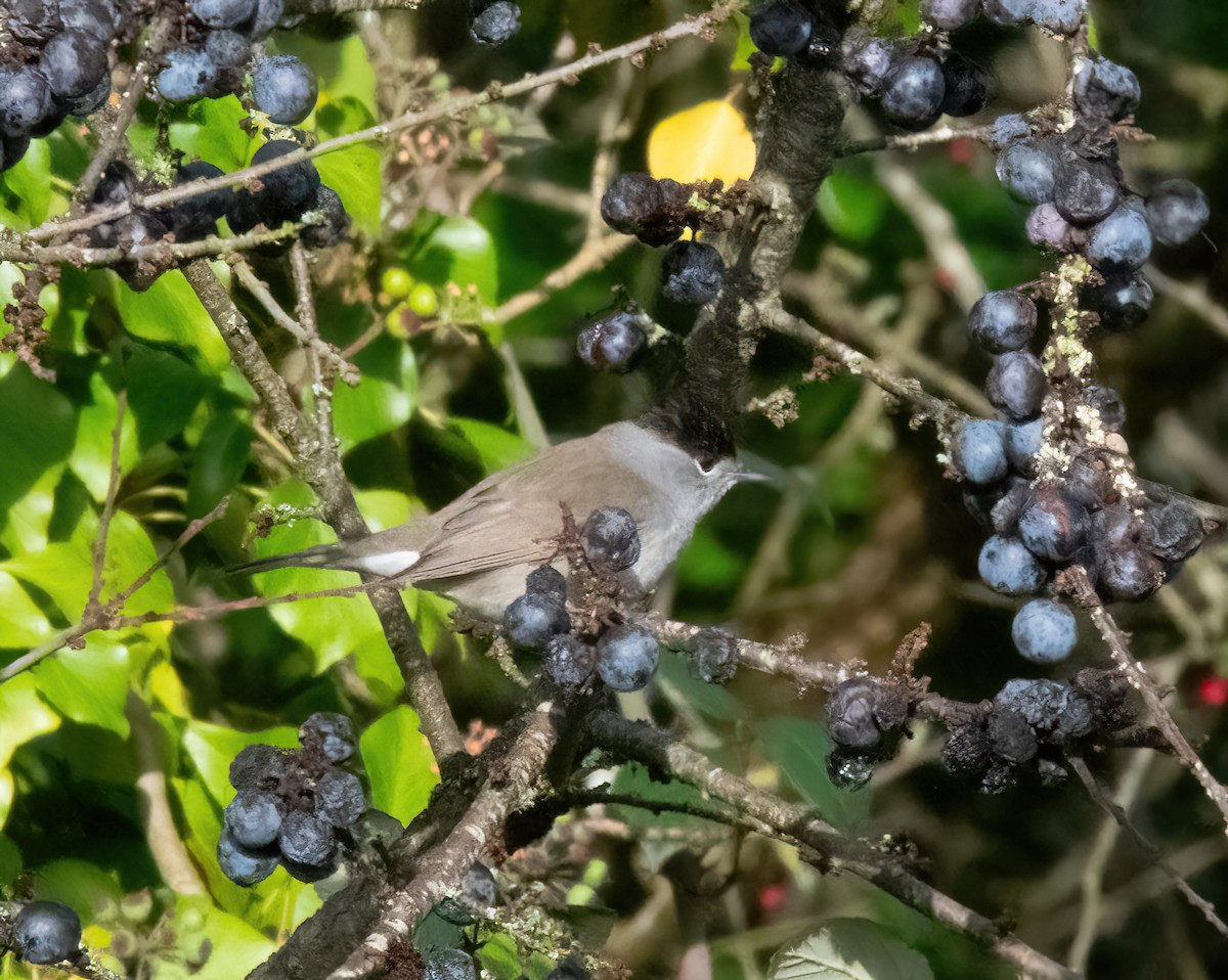 Eurasian Blackcap - ML646747705