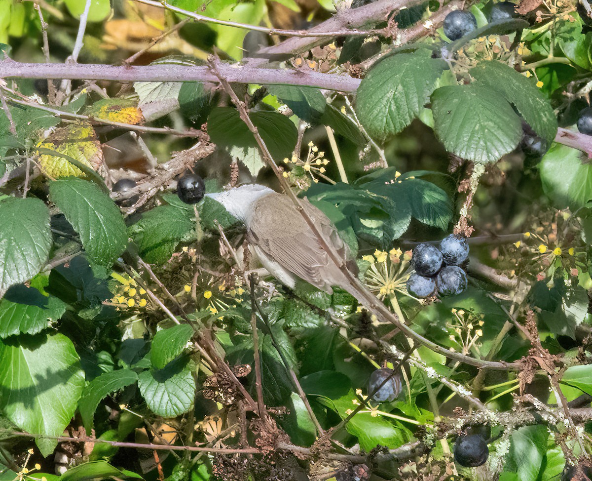 Eurasian Blackcap - ML646747706