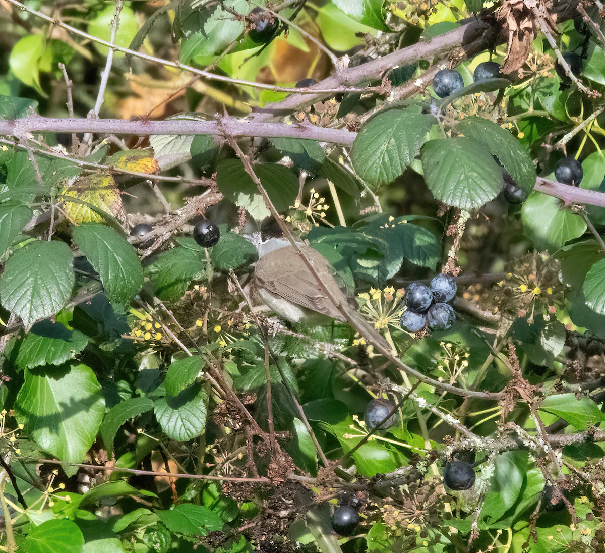 Eurasian Blackcap - ML646747707