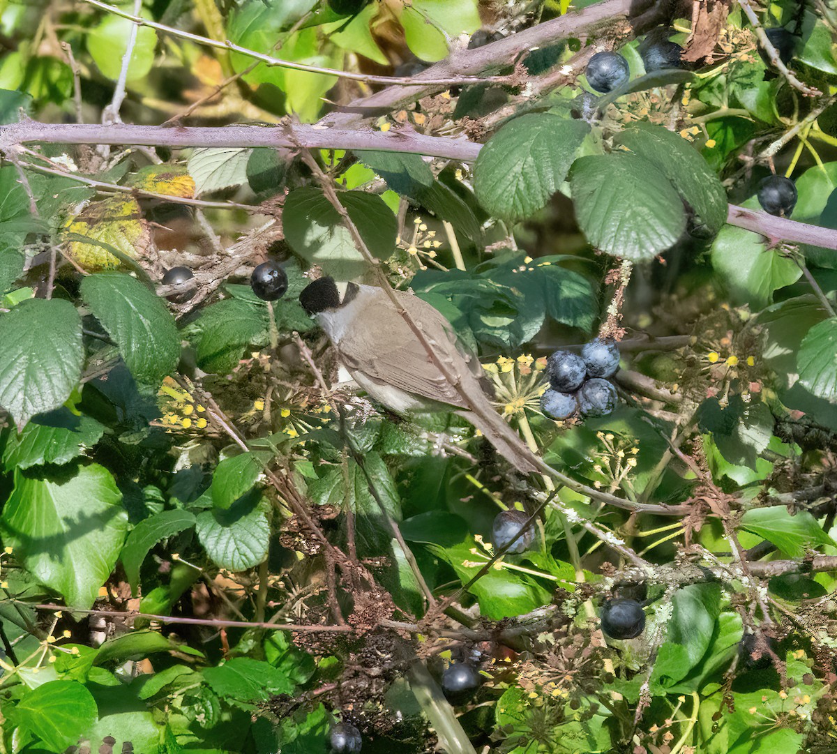 Eurasian Blackcap - ML646747708