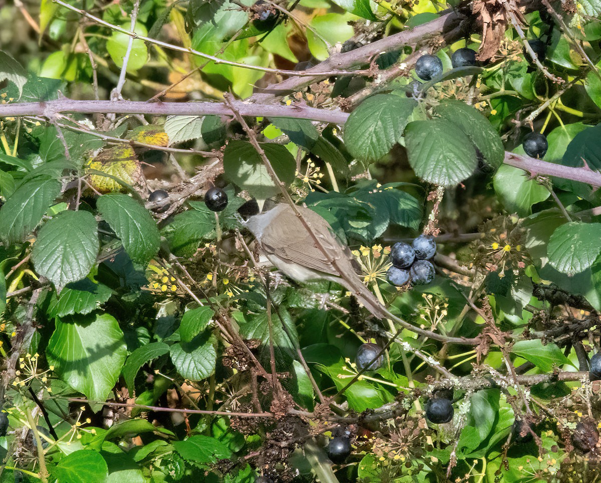 Eurasian Blackcap - ML646747709