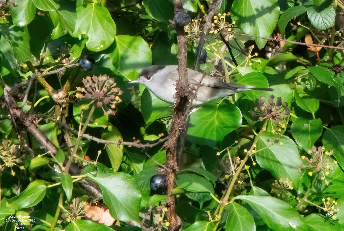 Eurasian Blackcap - ML646747710