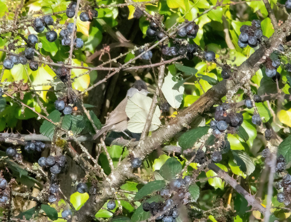 Eurasian Blackcap - ML646747711