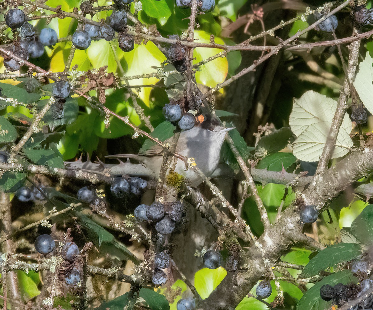 Eurasian Blackcap - ML646747712