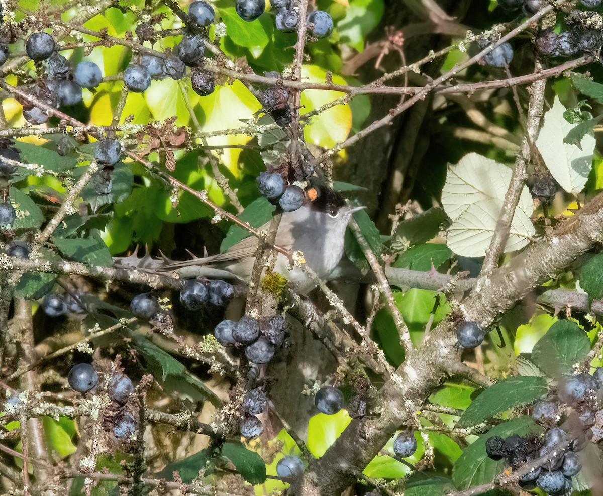 Eurasian Blackcap - ML646747713