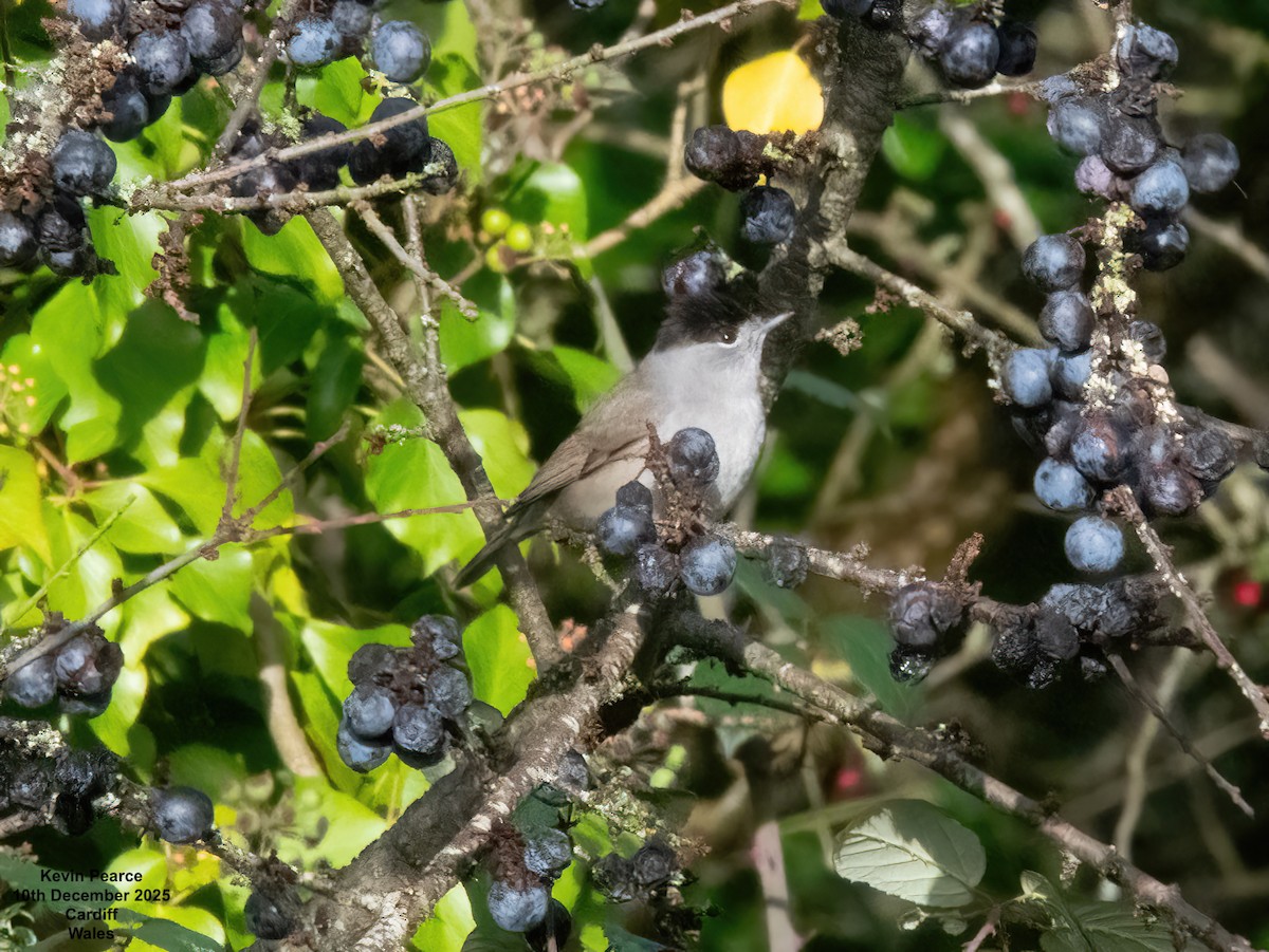 Eurasian Blackcap - ML646747714