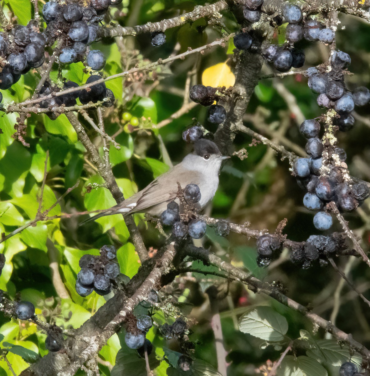 Eurasian Blackcap - ML646747715