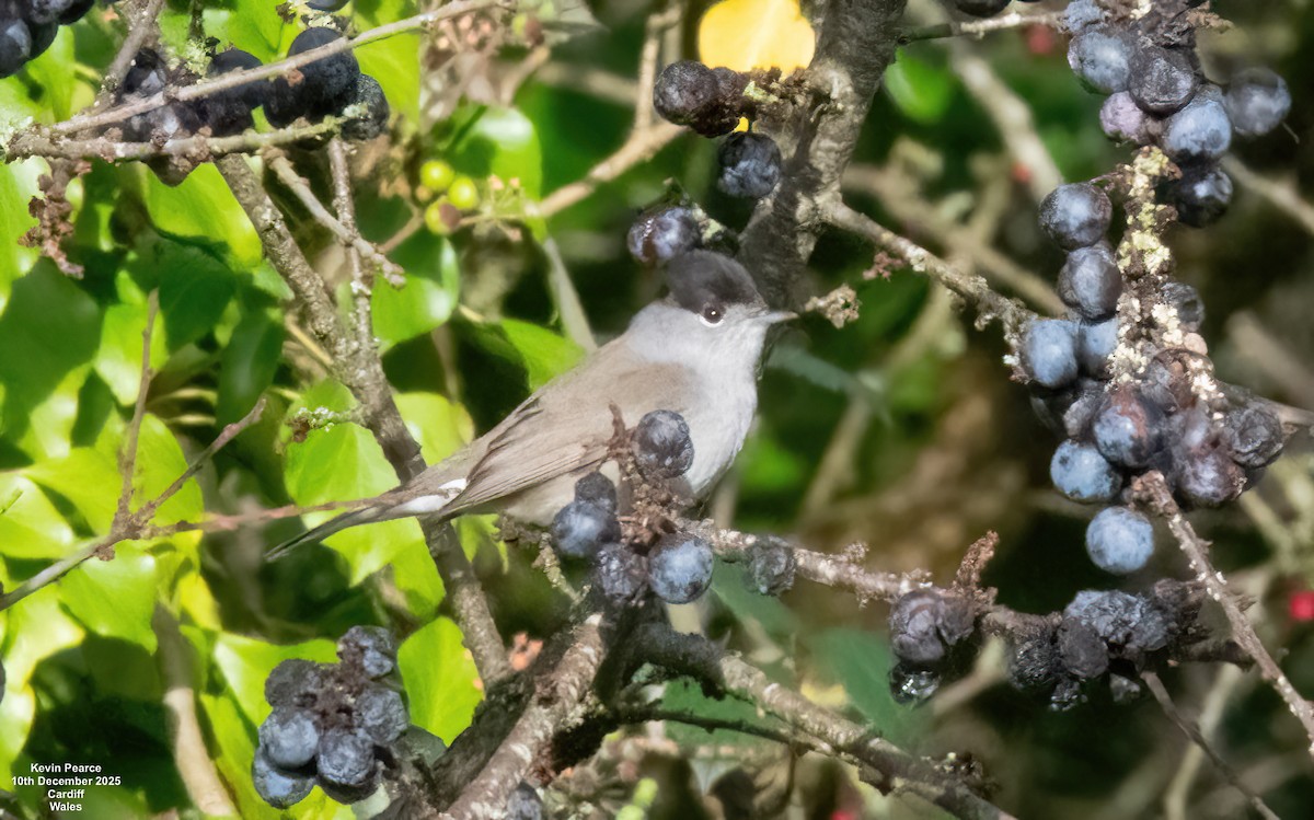 Eurasian Blackcap - ML646747716