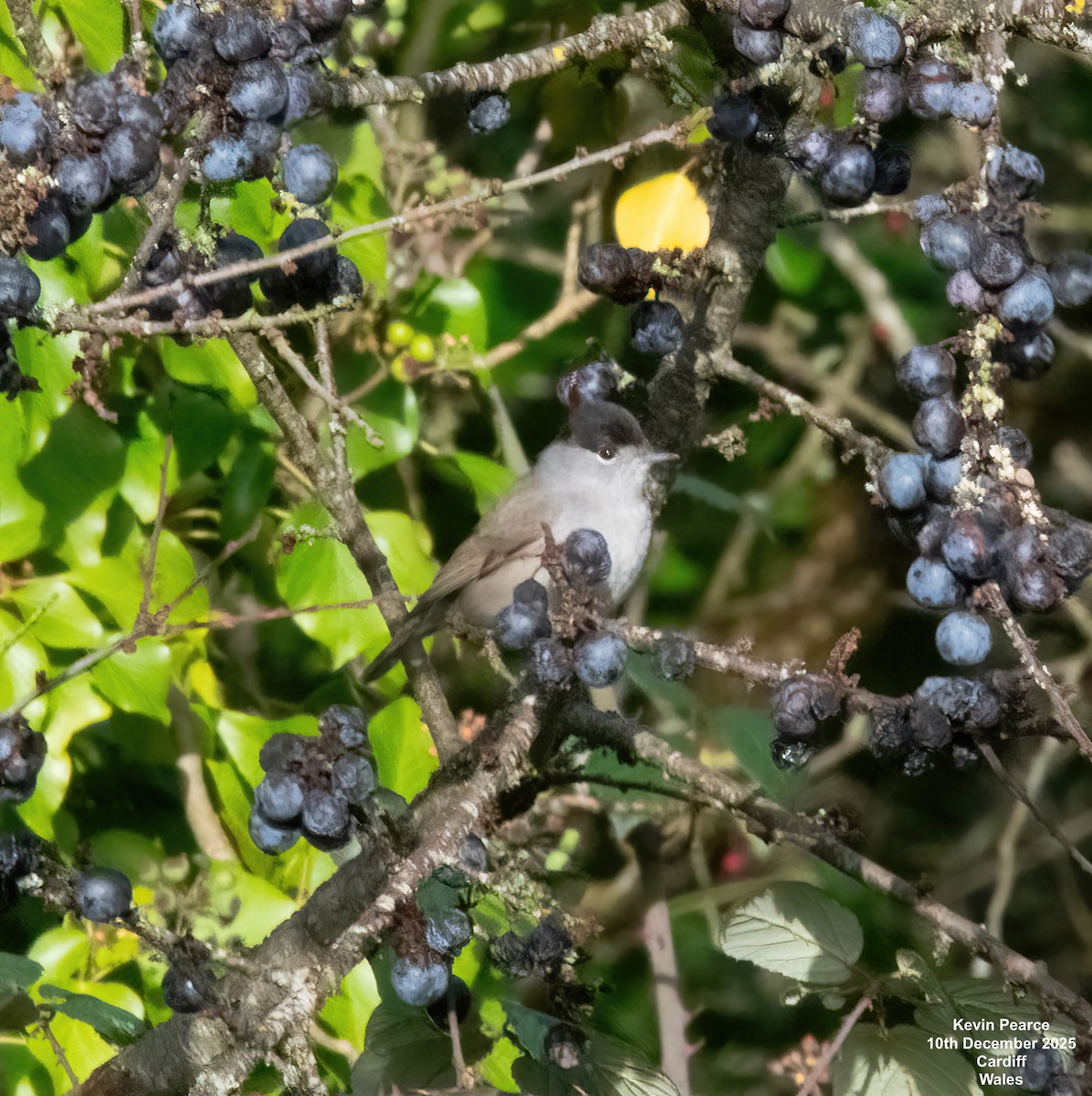 Eurasian Blackcap - ML646747717