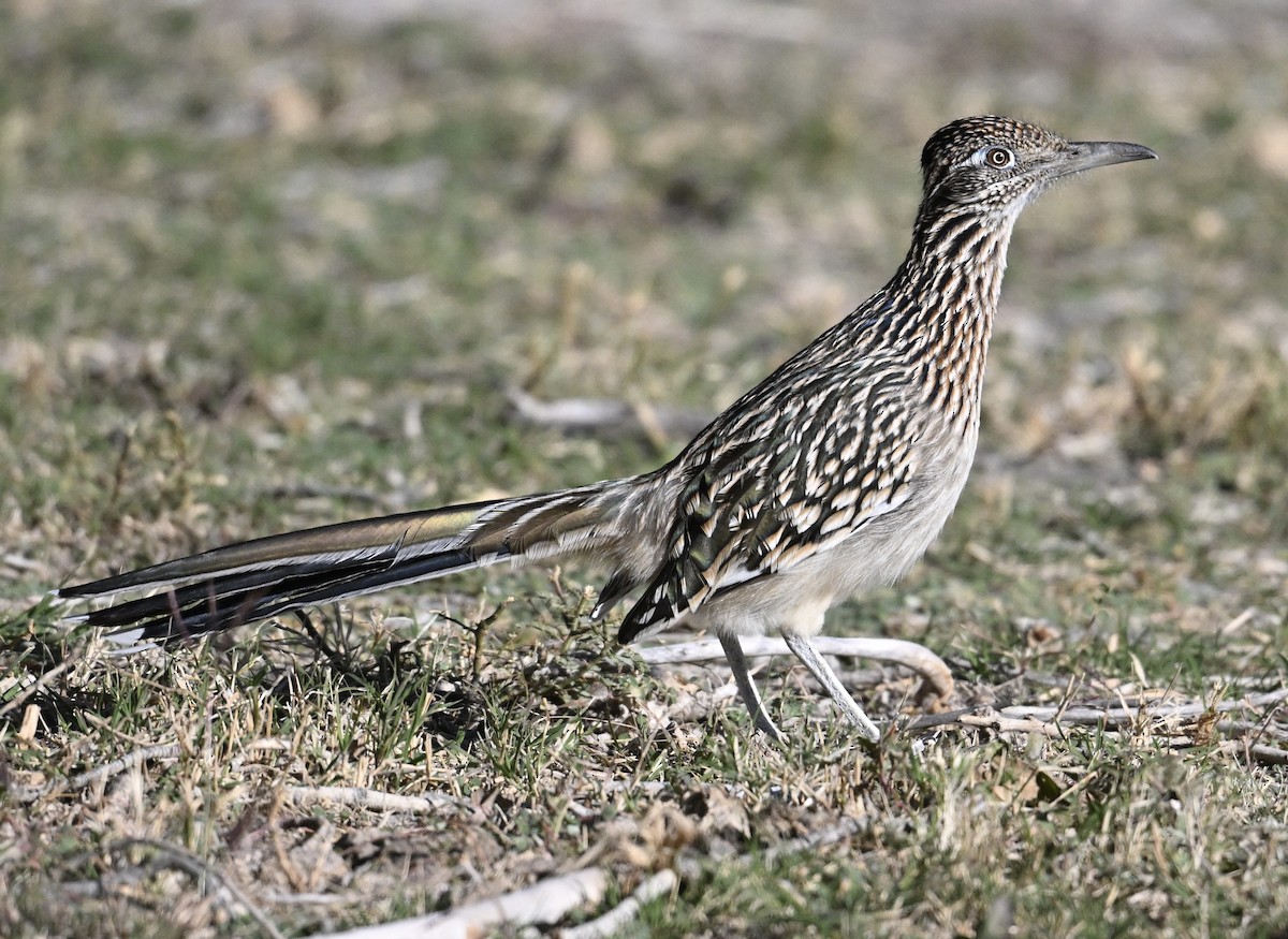 Greater Roadrunner - ML646747718