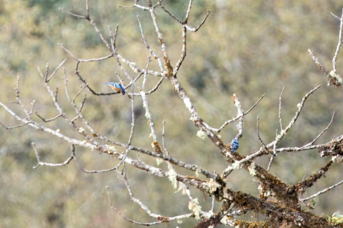Beautiful Nuthatch - ML646747719