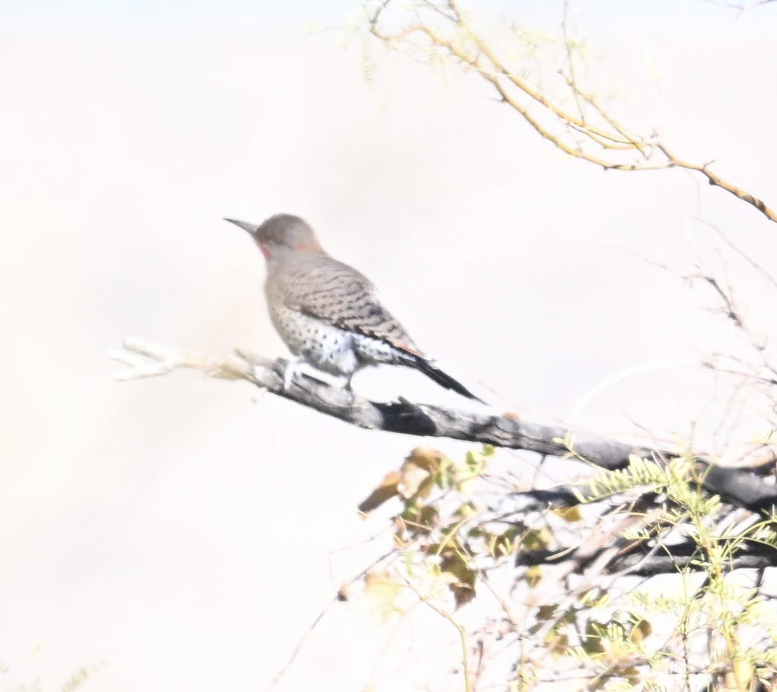 Northern Flicker (Red-shafted) - ML646747726