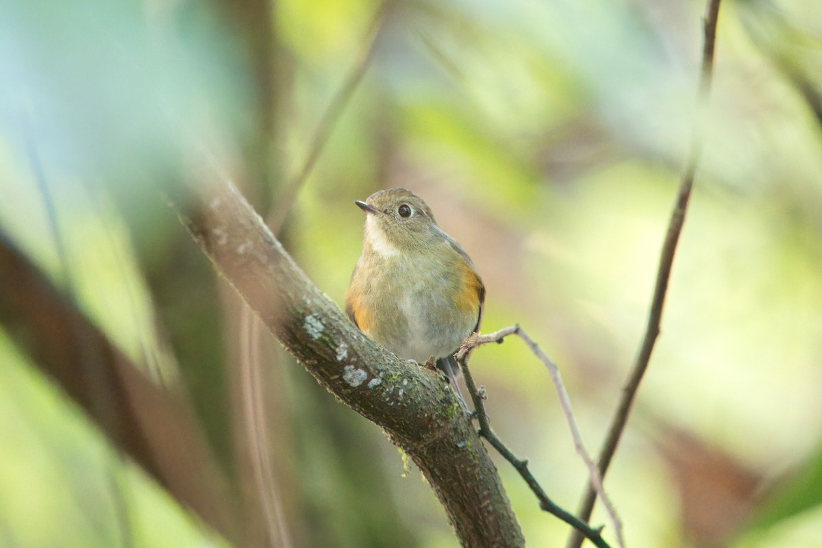 Himalayan Bluetail - ML646747727