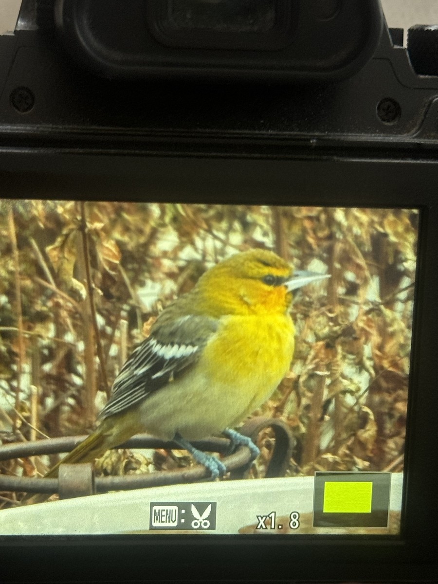 Bullock Turpiyalı - ML646747730