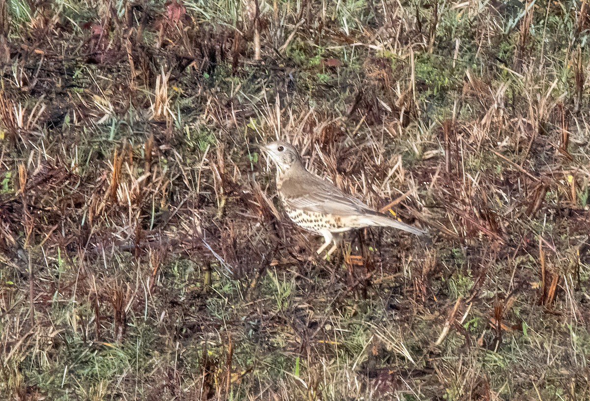 ヤドリギツグミ - ML646747732