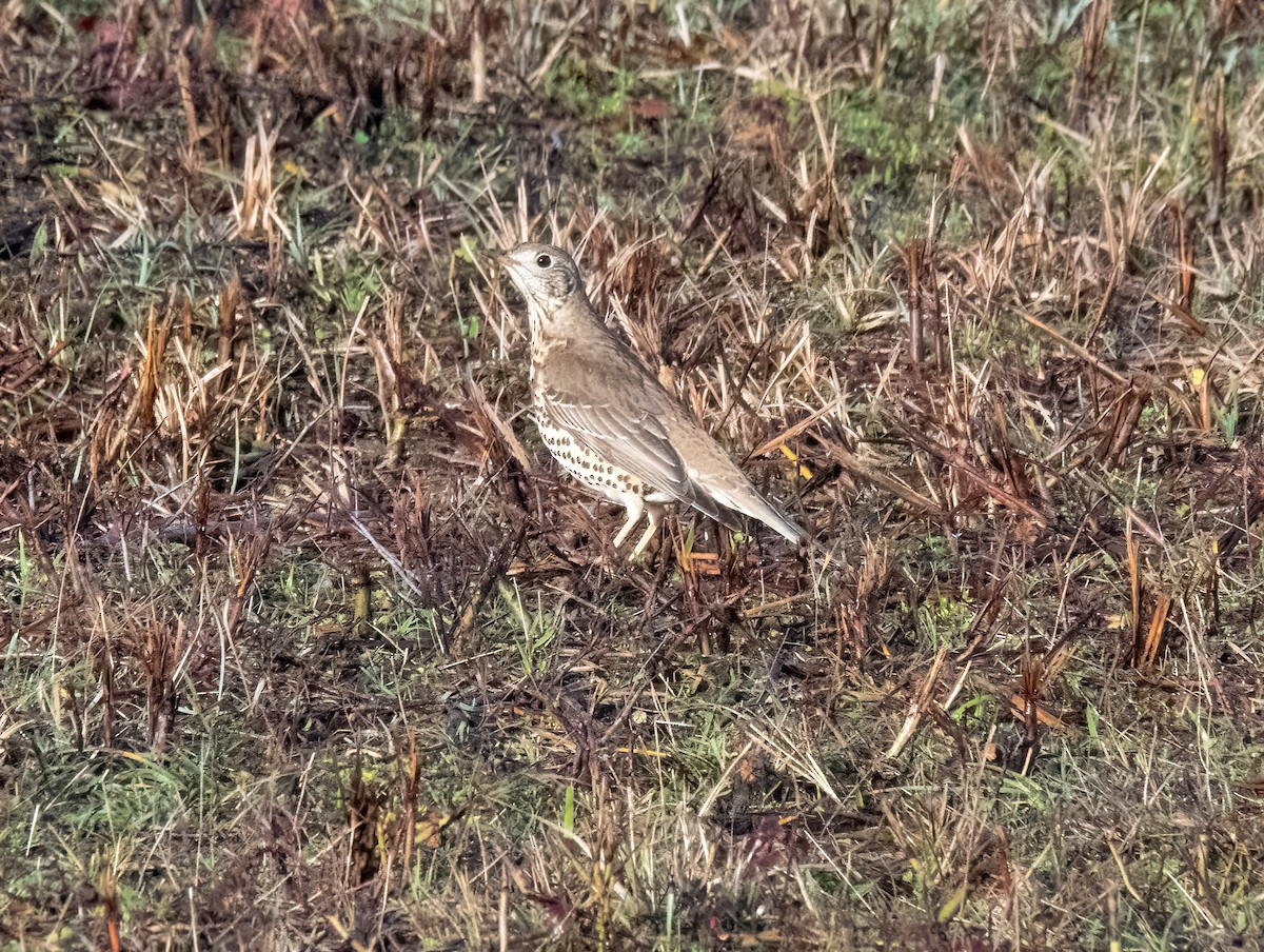 ヤドリギツグミ - ML646747733