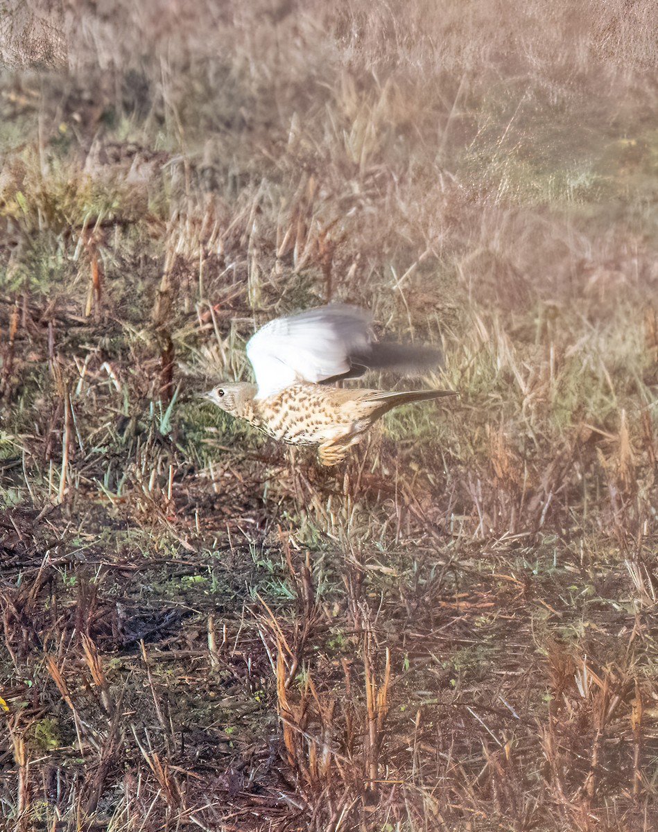 ヤドリギツグミ - ML646747735