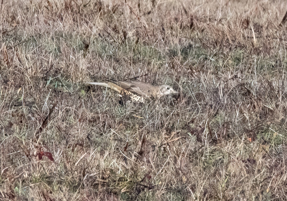 ヤドリギツグミ - ML646747736