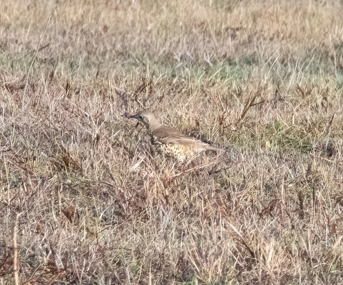 ヤドリギツグミ - ML646747737