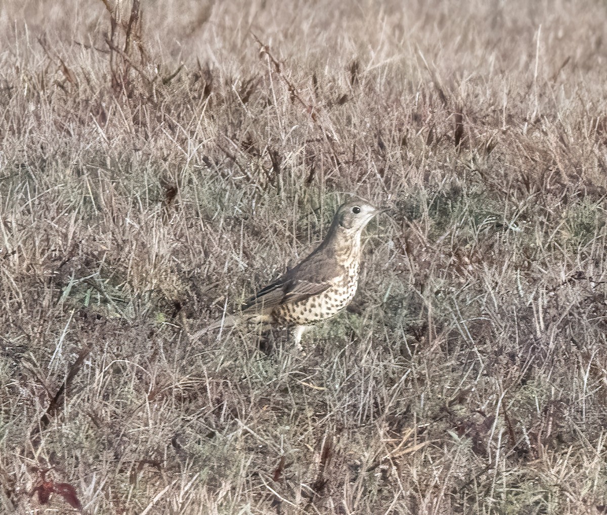 ヤドリギツグミ - ML646747738