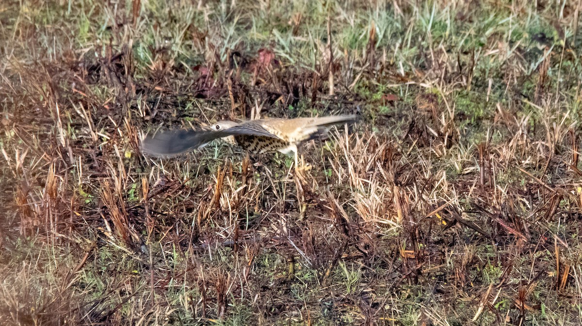 ヤドリギツグミ - ML646747740