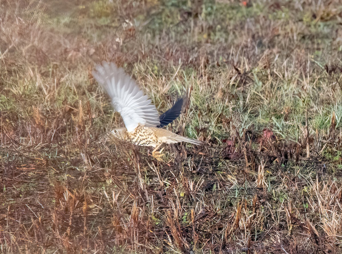 ヤドリギツグミ - ML646747741