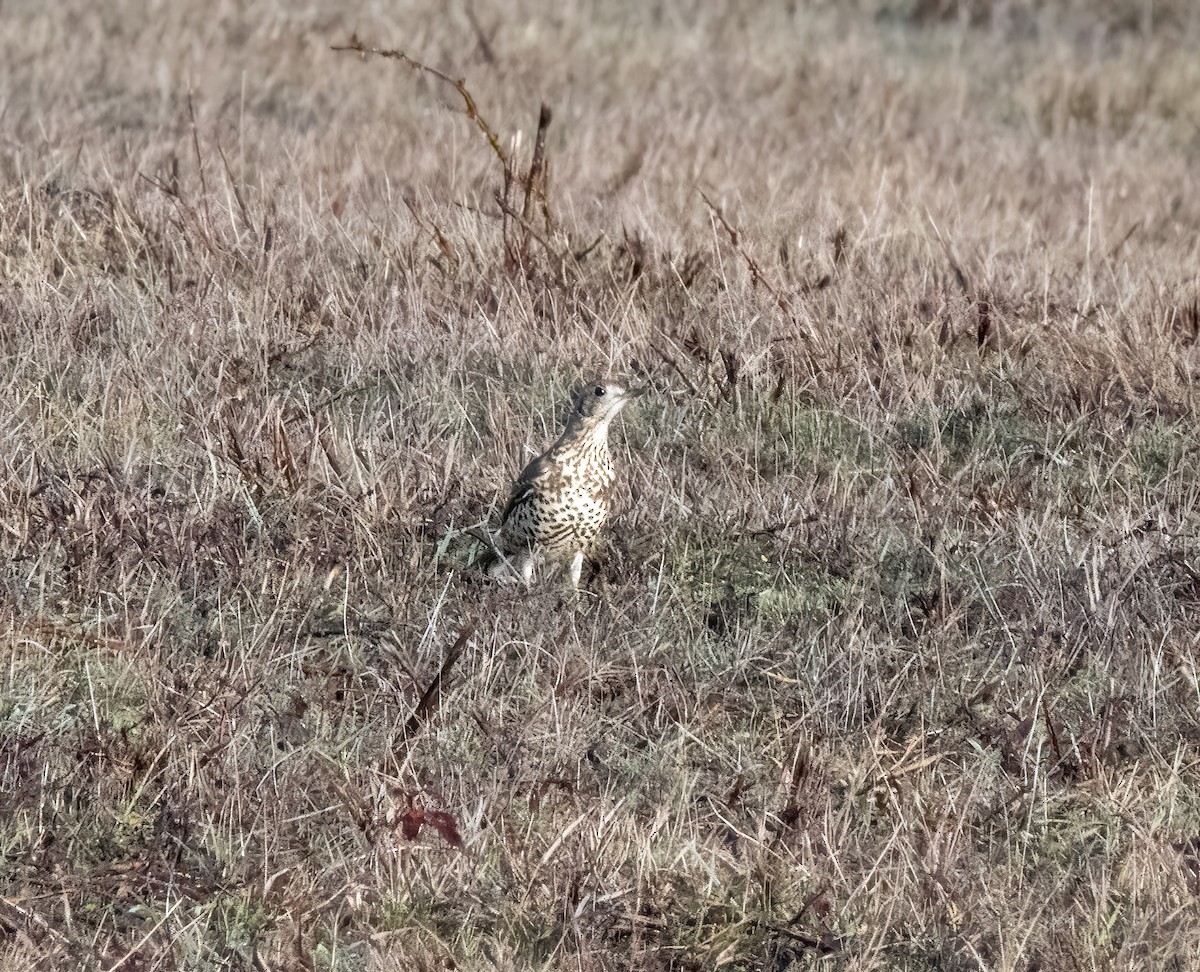 ヤドリギツグミ - ML646747742