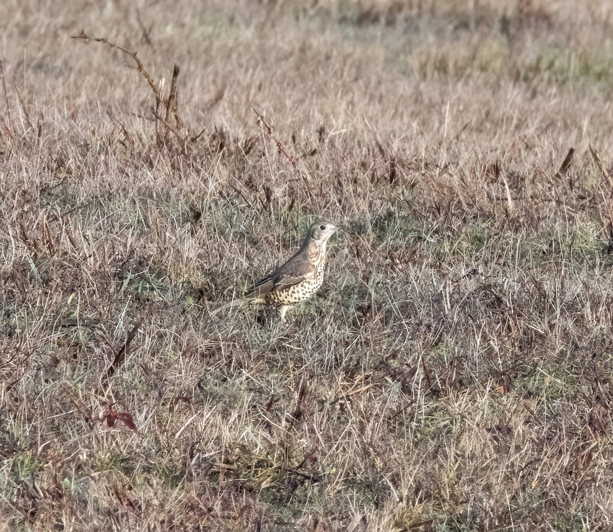 ヤドリギツグミ - ML646747744