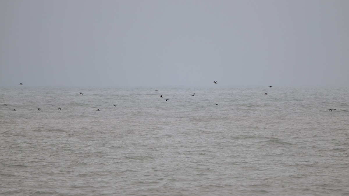 Seetaucher, unbestimmt - ML646747746