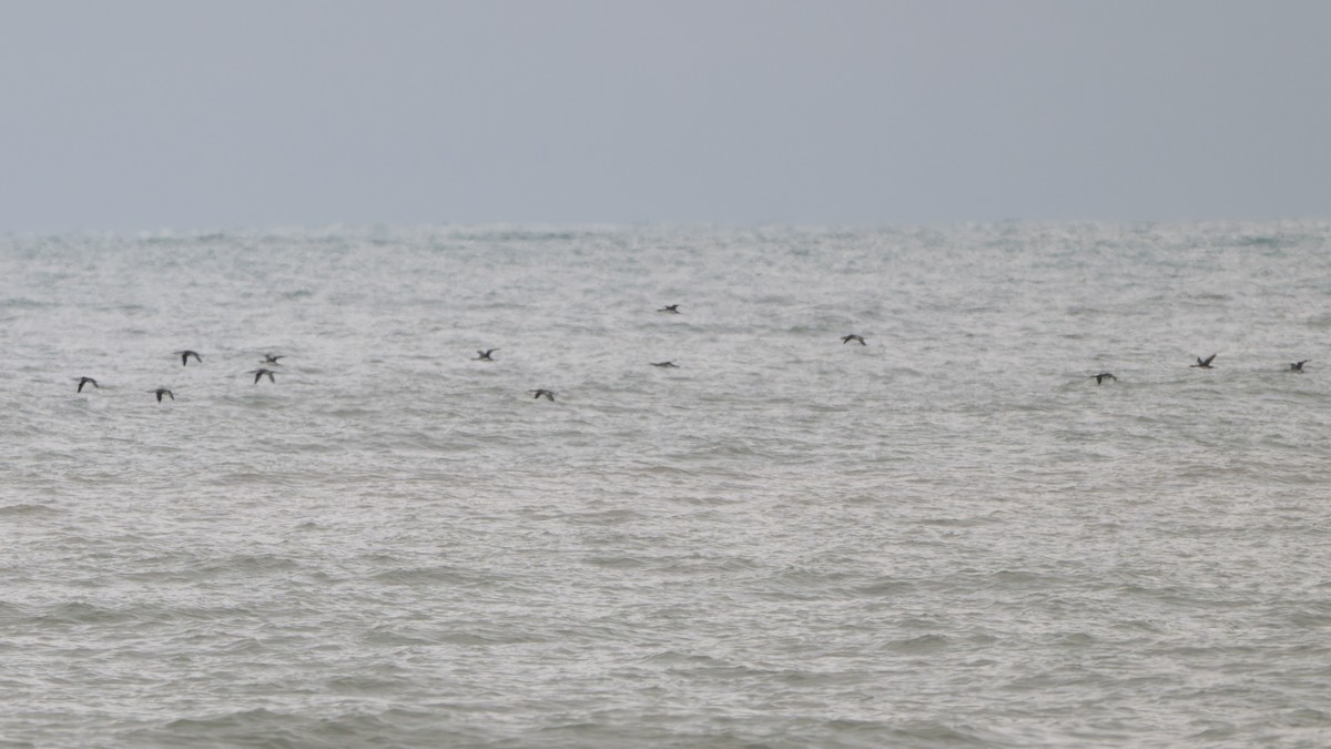 Seetaucher, unbestimmt - ML646747749