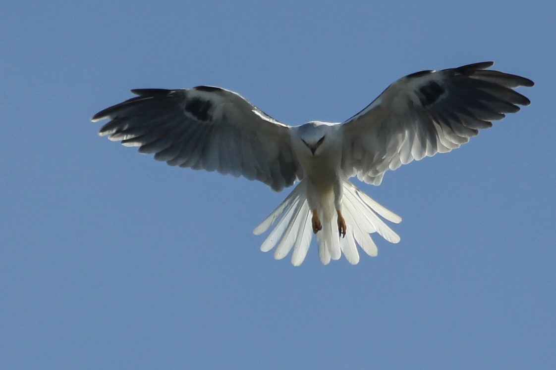 Elanio Maromero - ML646747752