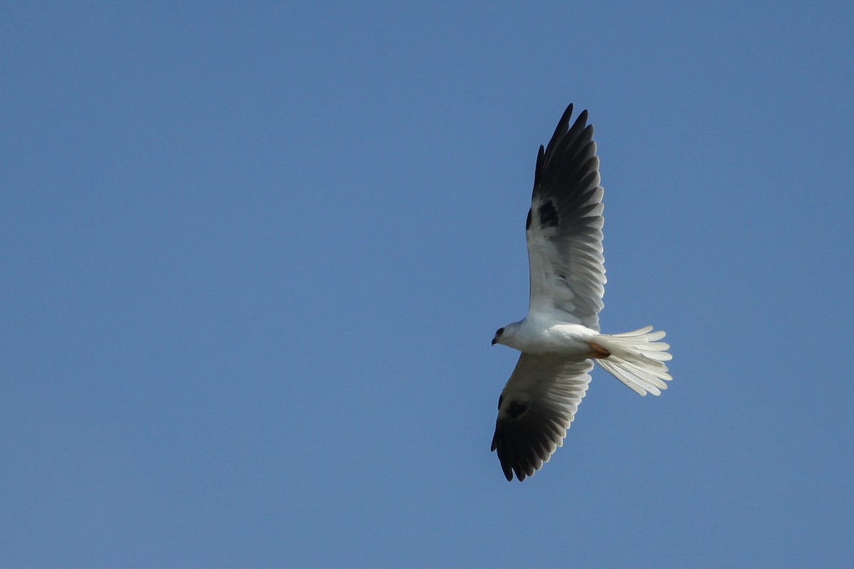 Elanio Maromero - ML646747753