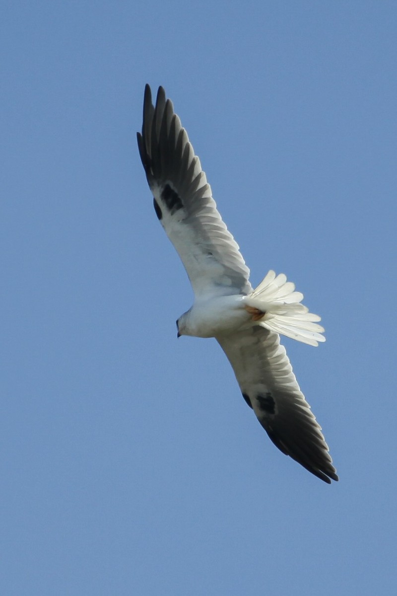 Elanio Maromero - ML646747754