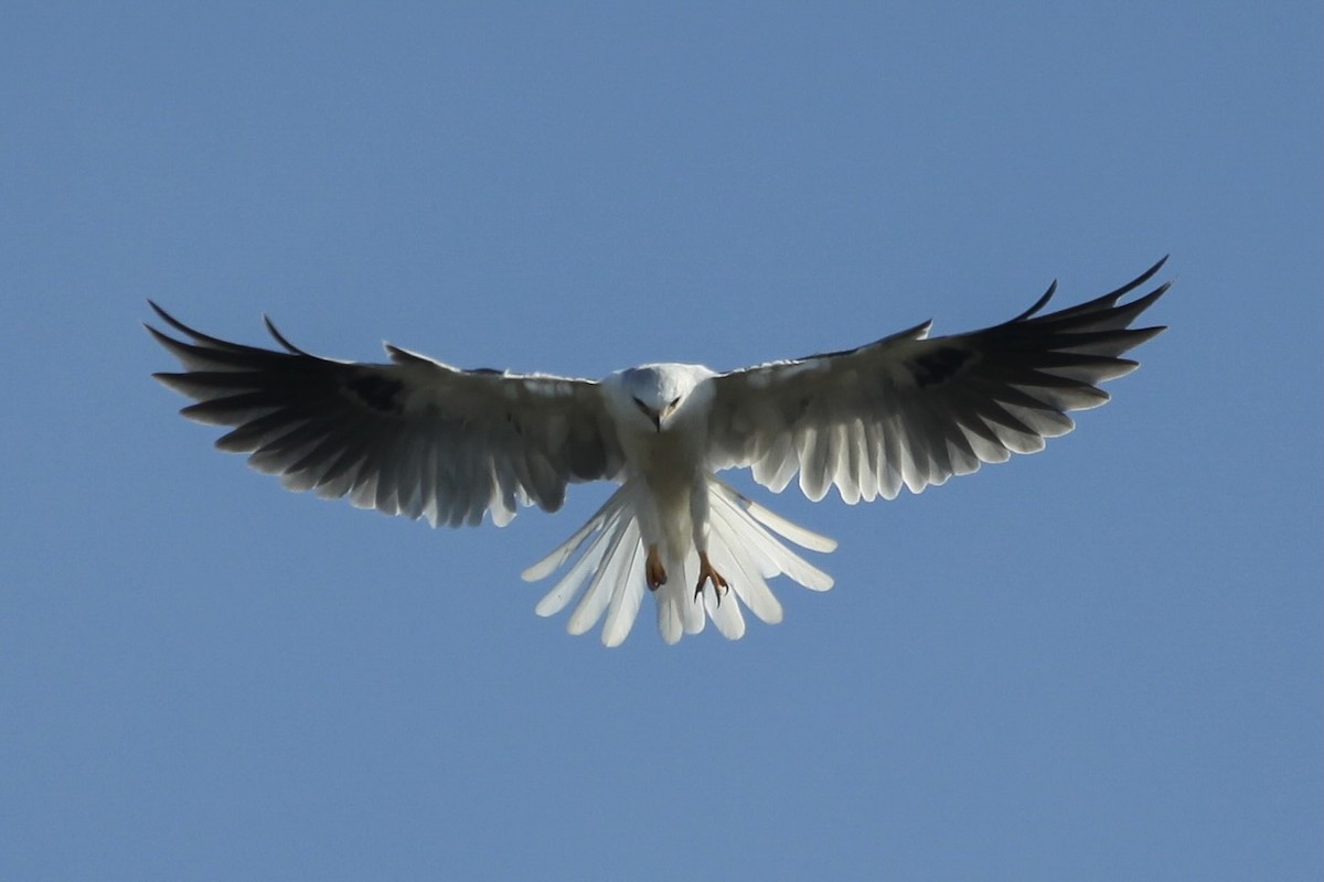 Elanio Maromero - ML646747755