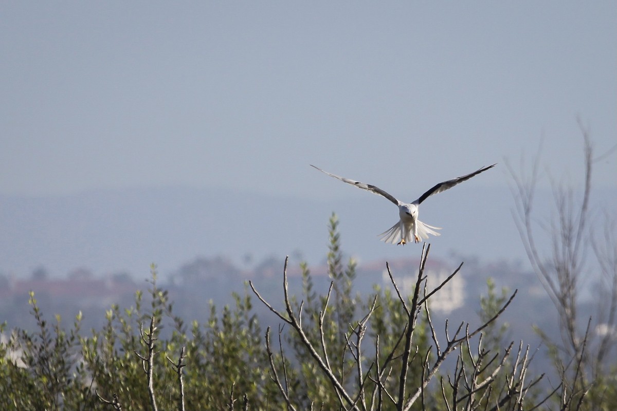 Elanio Maromero - ML646747756